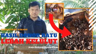 Download lagu HASIL DONOR RATU LEBAH KELULUT - Madutama mp3 Download lagu HASIL DONOR RATU LEBAH KELULUT - Madutama mp3