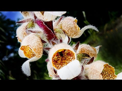 download lagu mp3 mp4 Poisonous Purple Plants, download lagu Poisonous Purple Plants gratis, unduh video klip Poisonous Purple Plants