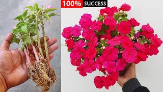 2 SUPER SIMPLE Methods To GROW Impatiens From Cuttings!