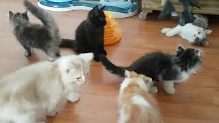 Download lagu PLAYING WITH CATS!! SO MANY CATS! mp3 Download lagu PLAYING WITH CATS!! SO MANY CATS! mp3