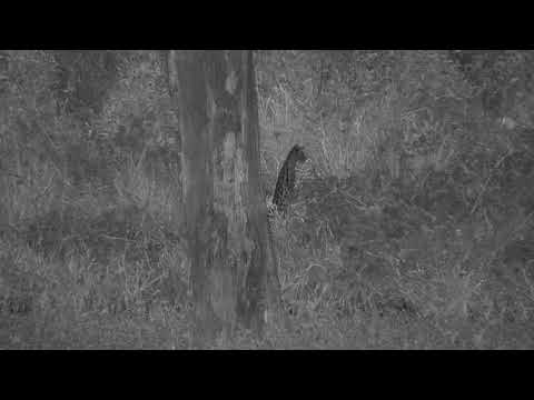 Djuma: Genet on the move in tall grass-Pt:2 - 02:44 - 04/01/21