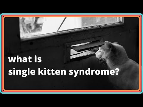 Single Kitten Syndrome - What is It and How Can You Avoid it?
