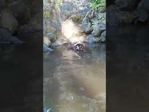 アヒルと野生のアヒルの好きな食べ物は何ですか?どれを避けるべきでしょうか?  庭園