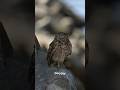 Our Tiny And Lonely But Very Watchful Guest ️ Owl Burrowingowl Tinybirds Wildlife Explore