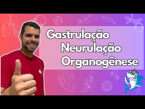 Embryology - Lesson 4 - Gastrulation, Neurulation, and Organogenesis