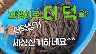 #샤인머스켓재배기술 #더덕재배방법 #더덕심는방법더덕씨앗파종 #귀농귀촌