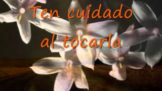 Wildflower by Skylark