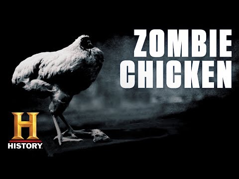 This Chicken Lived for Two Years Without a Head | History