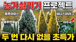농가살리기프로젝트! 초특가판매! 마지막 기회! 블루엔젤, 써니스마라그, 차수국,블루아이스