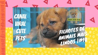 VIRAL CUTE PETS | Videos de animais 2021 | Filhotes de animais lindos  |#10