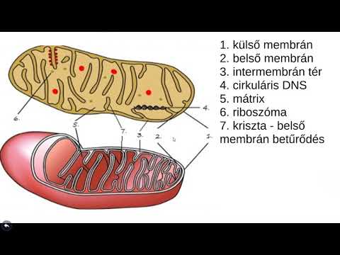Eukarióta vagy prokarióta helminták