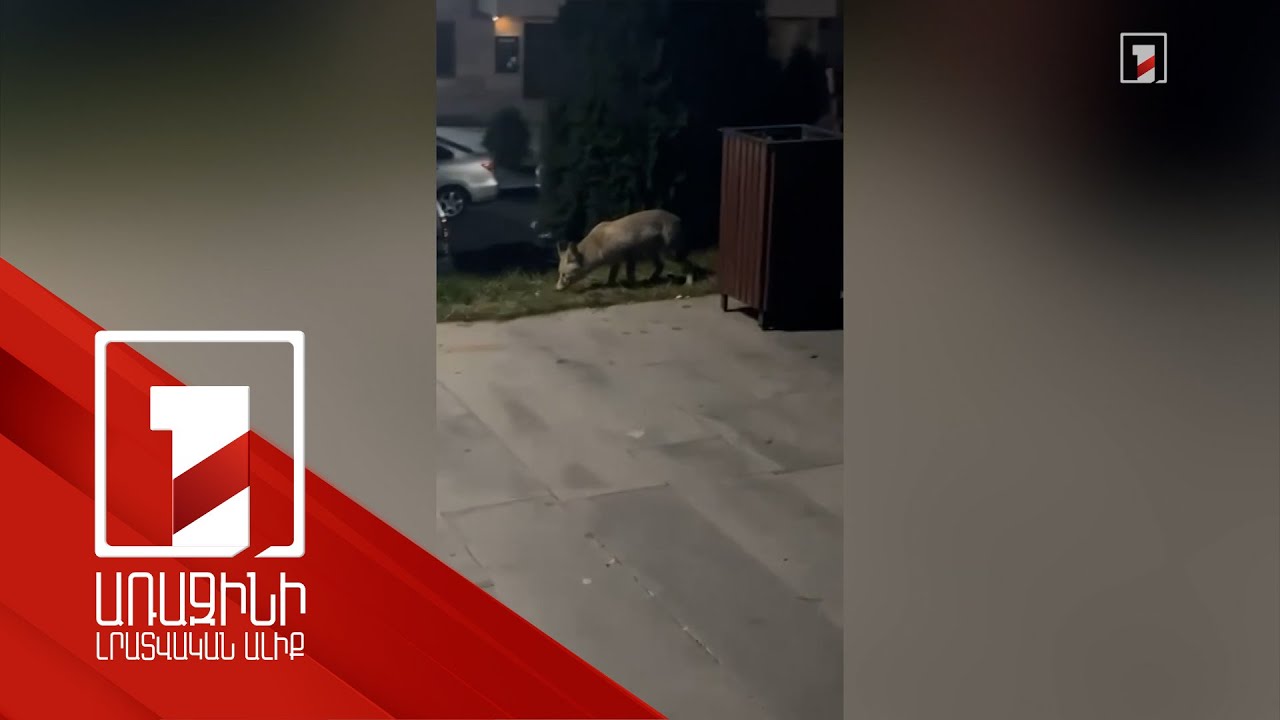 Աղվեսը՝ Ծարավ Աղբյուրում