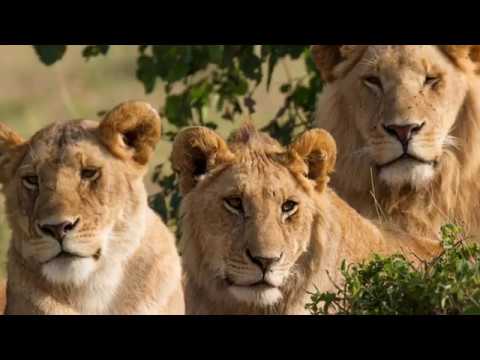 Meet The Animals - Storybook Video