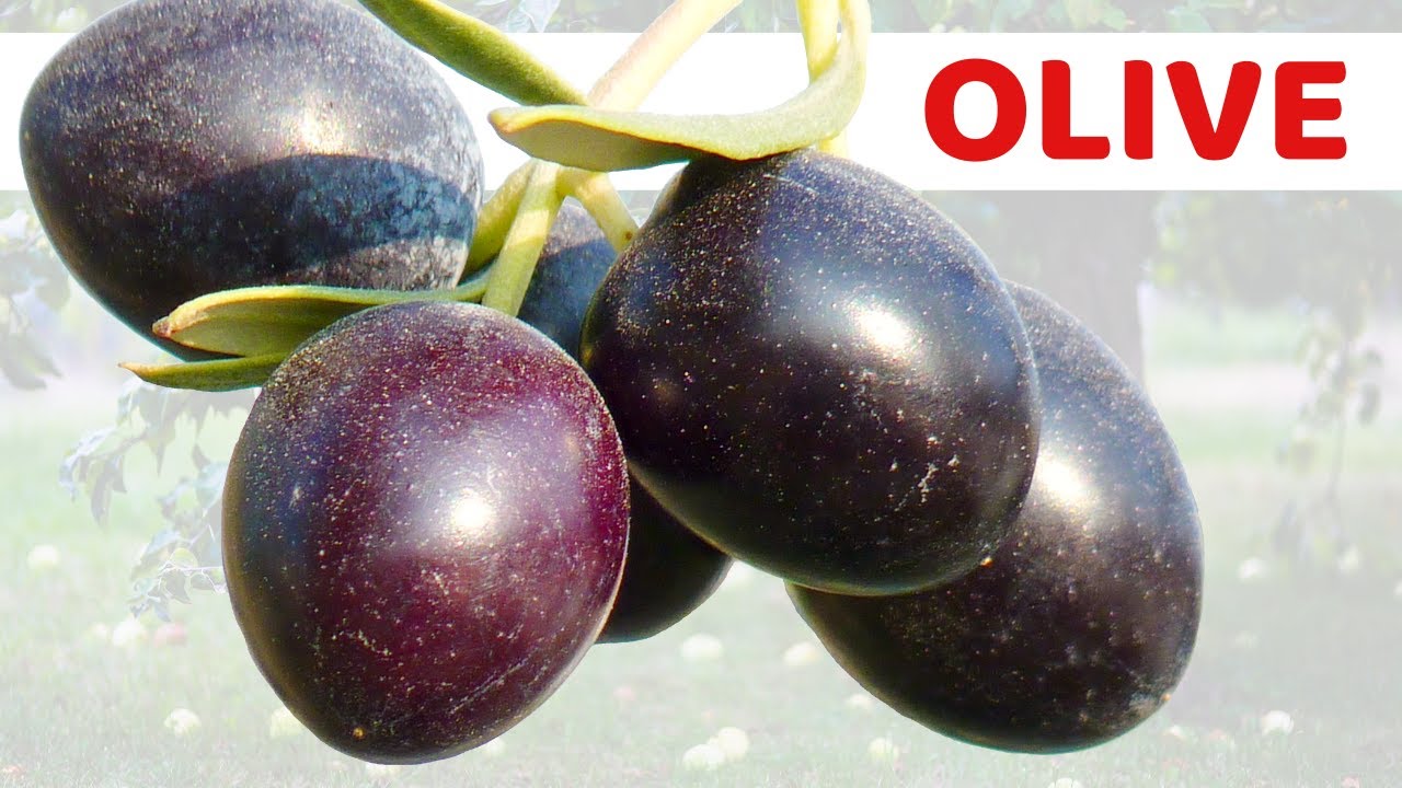 1 porzione di olive al giorno fai queste al tuo corpo | Quali sono i vantaggi dell'oliva