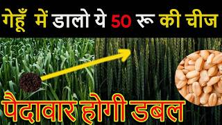 गेहूँ  में डालो ये 50 रू की चीज पैदावार होगी डबल | Gehu ki paidawar kaise badhaye | Gehu ki kheti