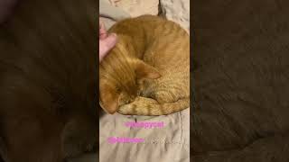 Sleepy cat #shorts #youtubeshorts #youtube #short #subscribe #like #cat #shortvideo #love #viral by Puffin Pete