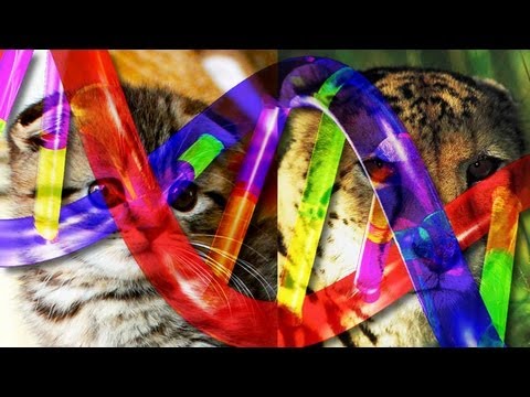 How the Tabby Cat Got Its Stripes
