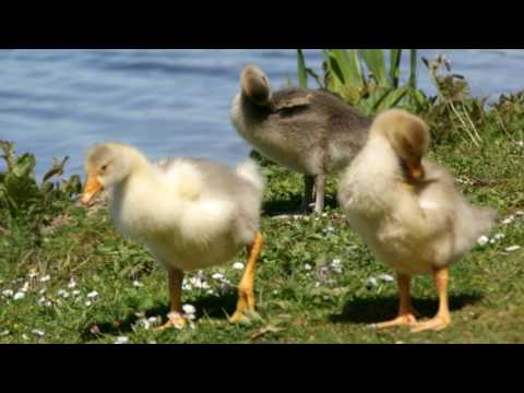 2017 05 15 Lago Sommerzeit