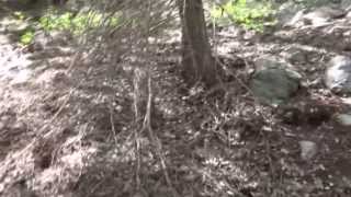 preview picture of video 'CLUB RAMIDOGG HIKING MOUNT WILSON VIA CHANTRY FLAT, CA 04/27/13'