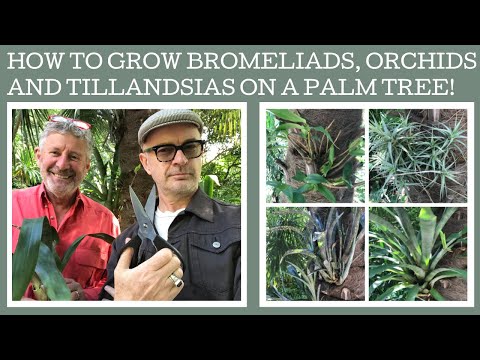 , title : 'How to grow bromeliads, tillandsias and dendrobium orchids on a palm tree!'