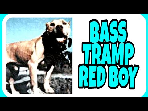 Pitbull - Bass Tramp Red Boy - The Story of Fighting Dogs. #pitbull #apbt #gamedog