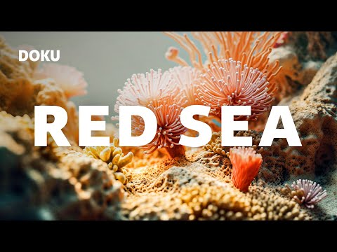 Red Sea (spannende UNTERWASSER MEERES DOKU | rotes Meer | Korallenriffe | Fische Dokumentation)