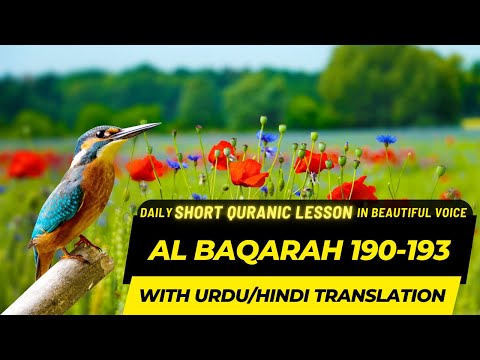 Daily Quran Recitation | Al Baqarah | सूरह बकराह | Ayat 190-193 | Sheikh Mashary Rashed El Afasi