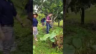 preview picture of video 'Vườn trái cây vĩnh long'