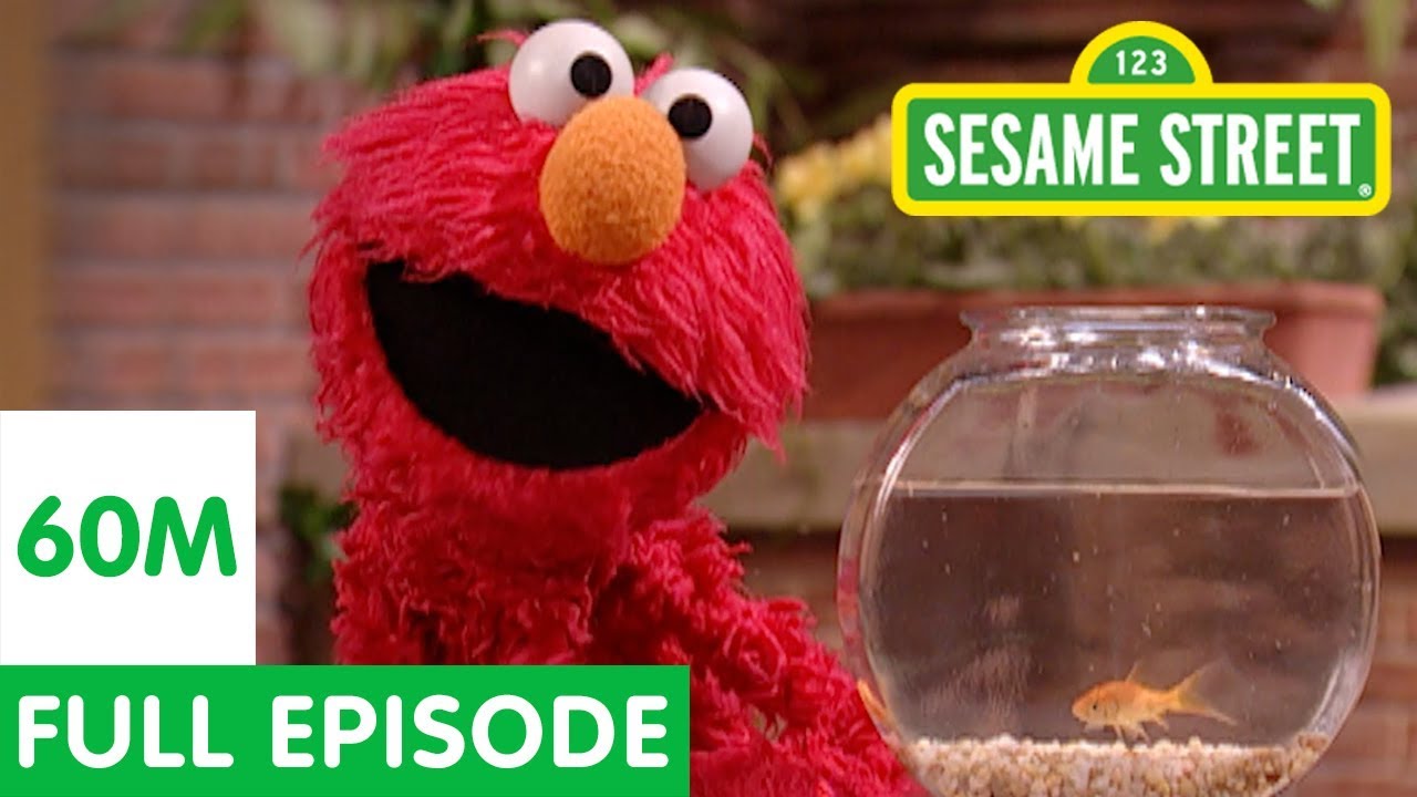 Elmo and Friends Find the Best Pet | Sesame Street Full Episode