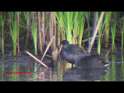 Focha americana ( Fulica americanus ) American Coot