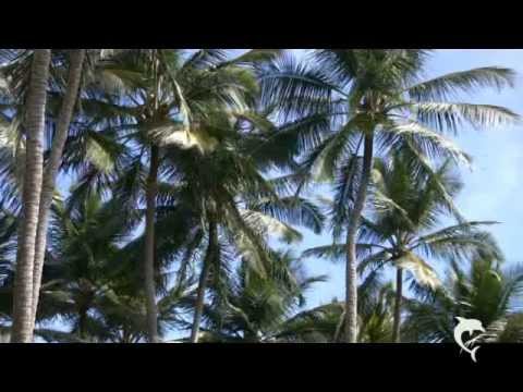 The Sandals - Tradewinds