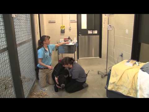 Goat Receives Medical Attention for Kidney Infection