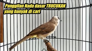 Download lagu SUARA PANGGILAN TRUCUKAN NADA DASAR PALING DI CARI mp3