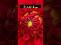 Download Surah Al Baqarah Ayat 93 Urdu Translation Quran Mp3 Song
