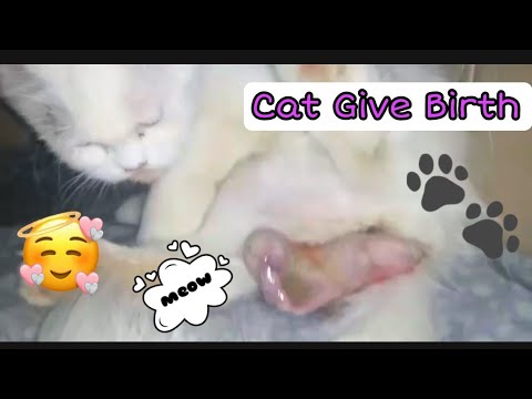 Cat giving birth all stages labor symptoms{cats during labor and giving birth to kitten } Petsworld