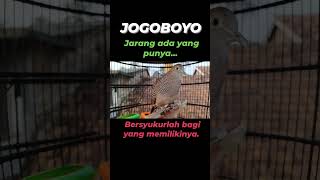Download lagu Perkutut katuranggan jogo boyo langka805 mp3 Download lagu Perkutut katuranggan jogo boyo langka805 mp3