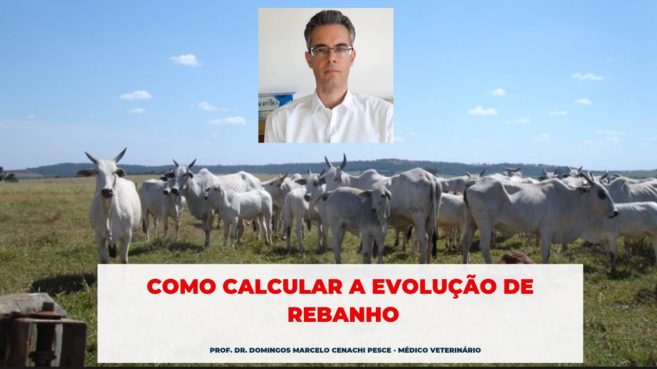 Como calcular a evolução de rebanho bovino