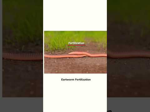 Earthworm reproduction
