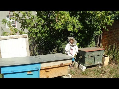 Собираем гнёзда в зиму на пасике Валентина