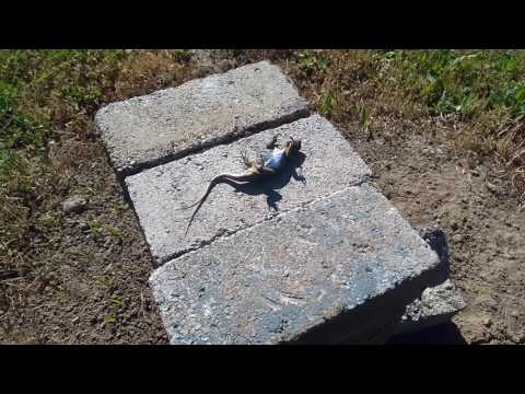 Funny lizard sunbathing on its back