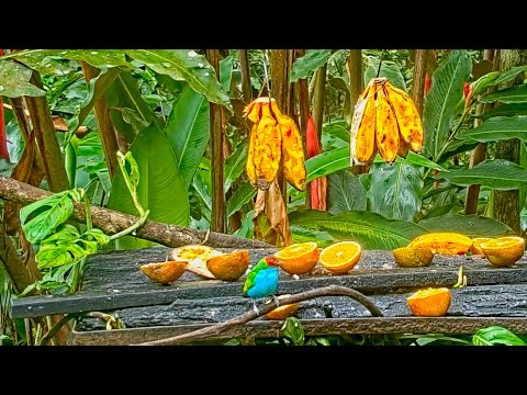 Bay-headed Tanager Dazzles On The Panama Fruit Feeder – April 15, 2022