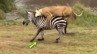 Zebra escapa de crocodilo mas é atacada por leoa! Vídeo inédito.