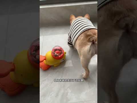 The master can finally go to work with peace of mind. This toy is not only fun, but also delicious