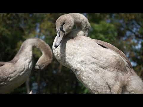 Łabędź niemy na lądzie