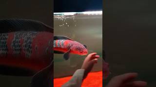 Download lagu Red barito Channa Fish ❤️ #deewaraya #aquarium #snakeheadfish #channa #monsterfish #indonesia mp3 Download lagu Red barito Channa Fish ❤️ #deewaraya #aquarium #snakeheadfish #channa #monsterfish #indonesia mp3