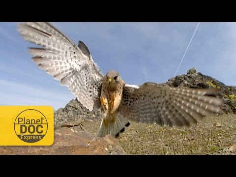 Kestrel Hunting | Planet Doc Express