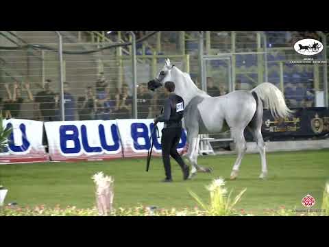 N 215 NADEEM AL ARAB   Manda Arabian Horse Show   Stallions 7+ Years Old Class 23