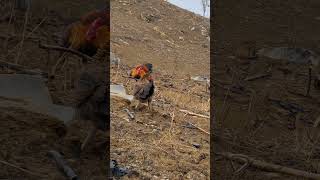 Download lagu gà trống gọi mái chạy nhanh như ngựa. poj qaib xeev lau dhias ceev mp3 Download lagu gà trống gọi mái chạy nhanh như ngựa. poj qaib xeev lau dhias ceev mp3