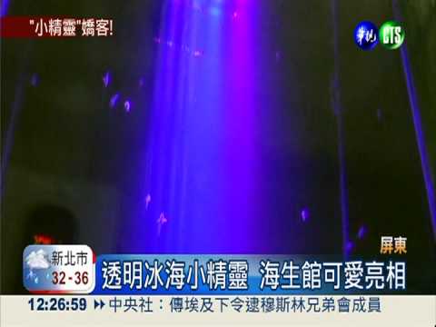 冰海小精靈 屏東海生館可愛亮相