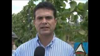 preview picture of video 'Morro do Chapéu se prepara para ser mais um polo da produção de uvas na Bahia'